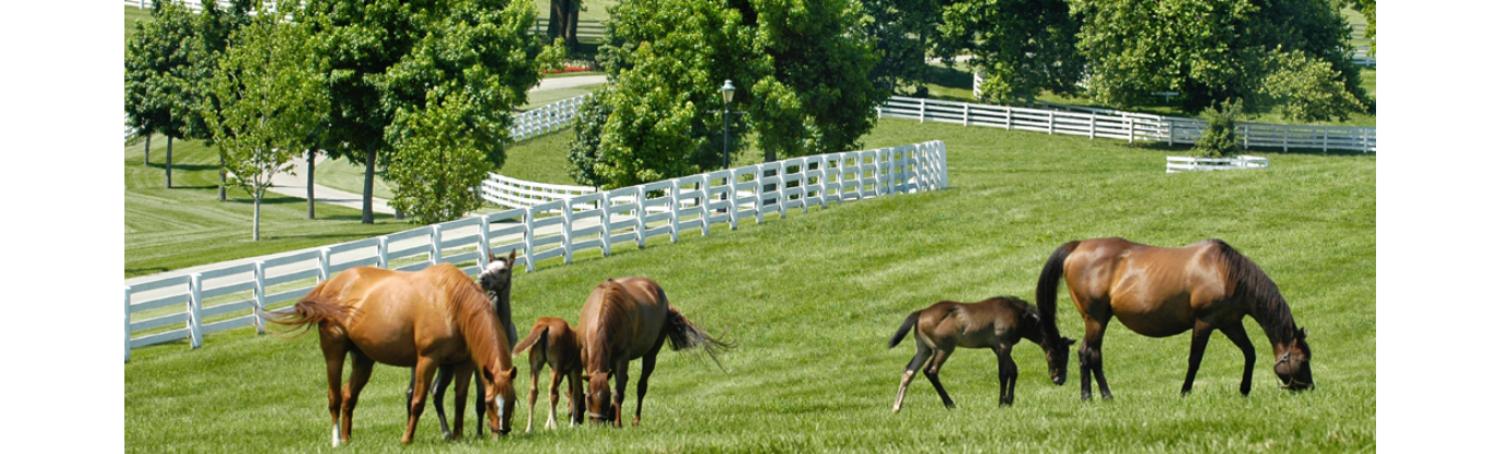PIAKY Hero - horse farm
