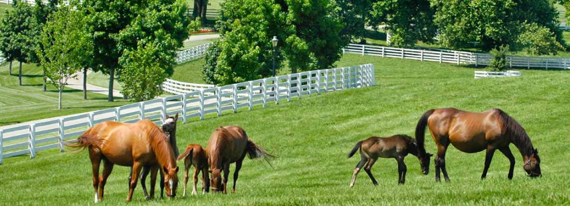 KY horse farm KY horse farm